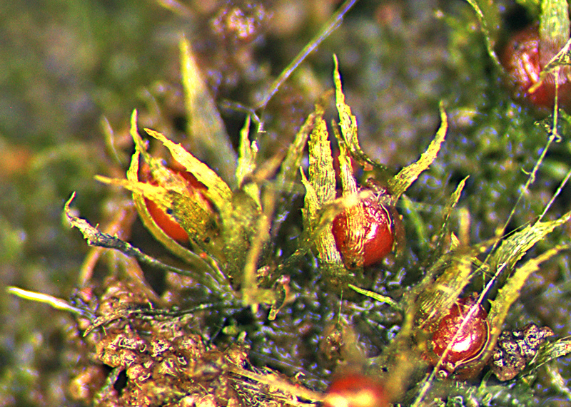 https://www.nzplants.auckland.ac.nz/en/about/mosses/native-species/Ephemeraceae/Ephemerum-serratum.html